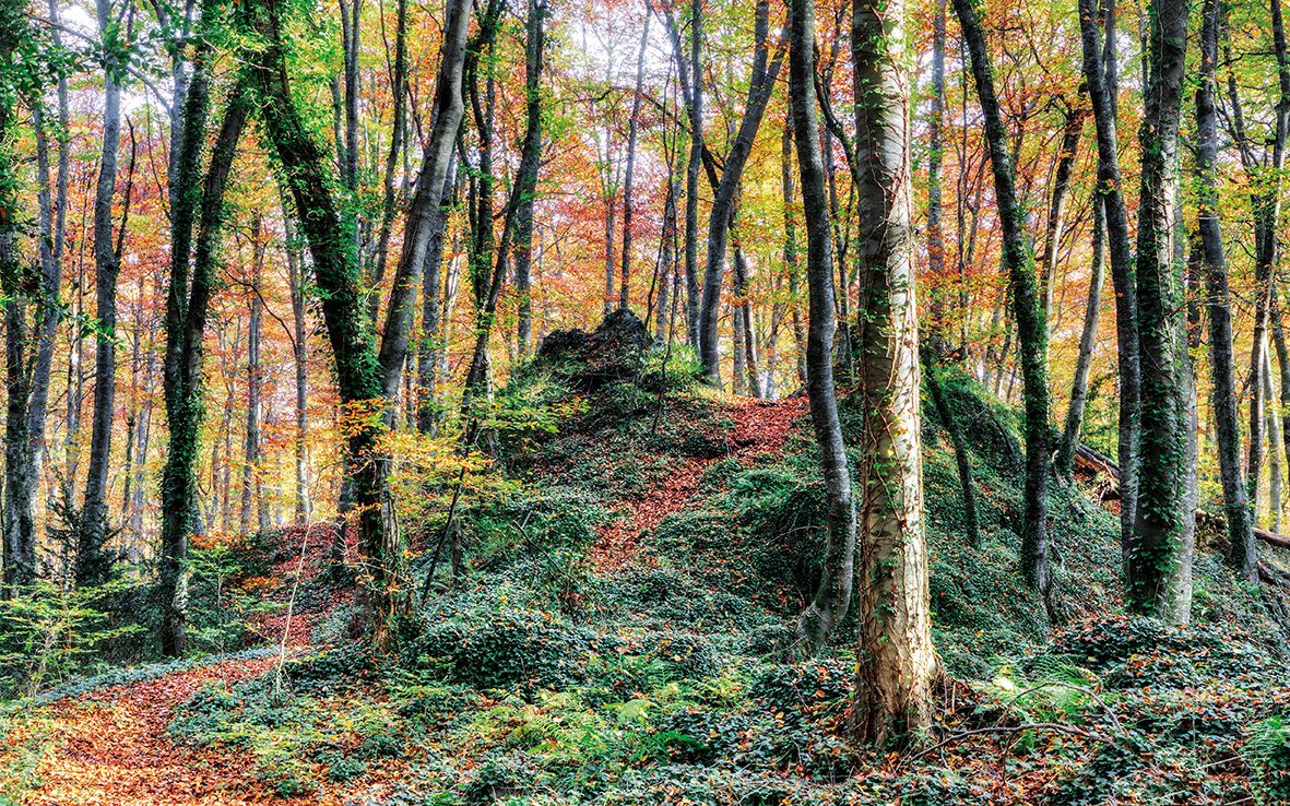 fageda gamma de colors