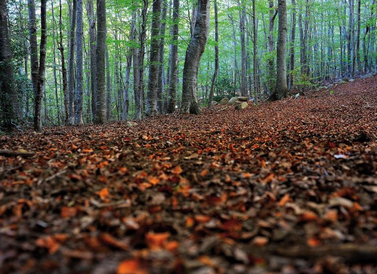 fageda sotabosc