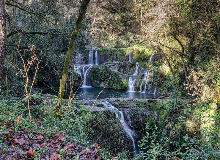 Fageda salts d'aigua