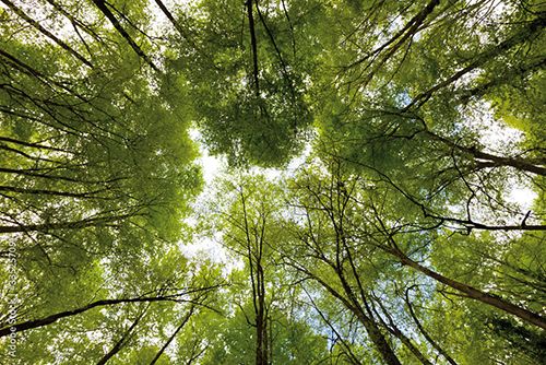 fageda sota els arbres