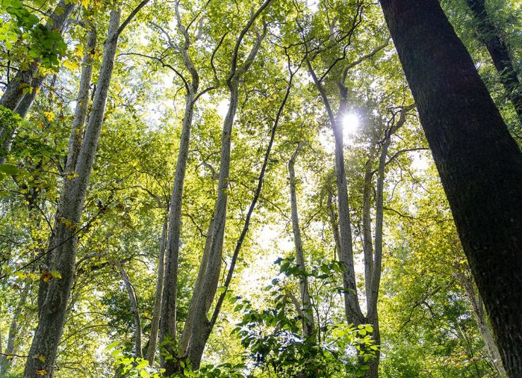 natura al mig d'Olot