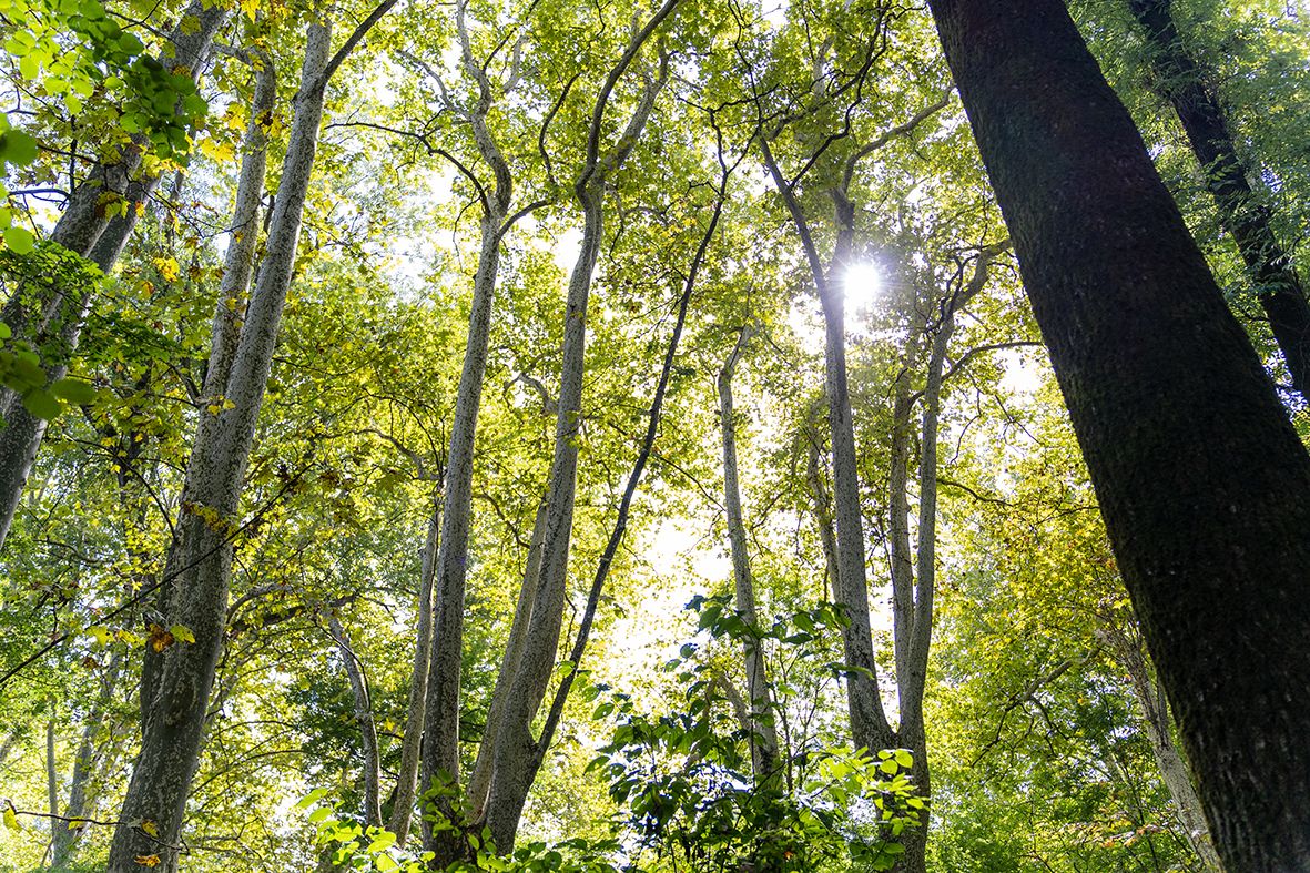 natura al mig d'Olot