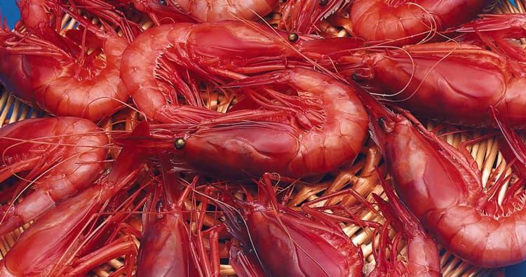 descobrint la gamba de palamos