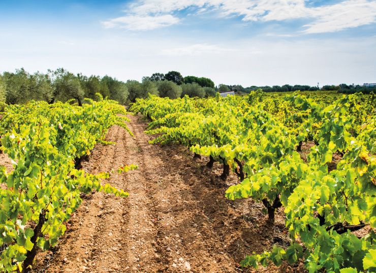 045 4 Calonge 045 4 Calonge