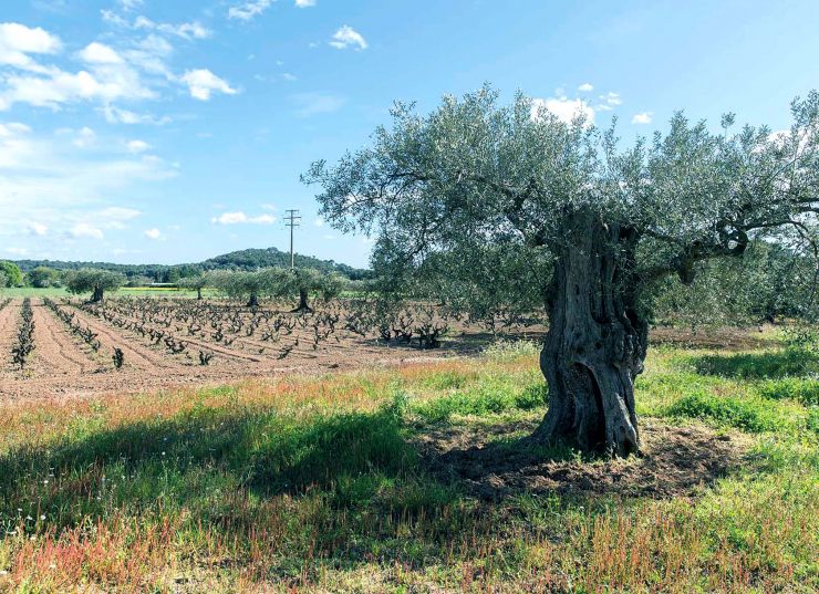 065 2 vall llobrega 065 2 vall llobrega