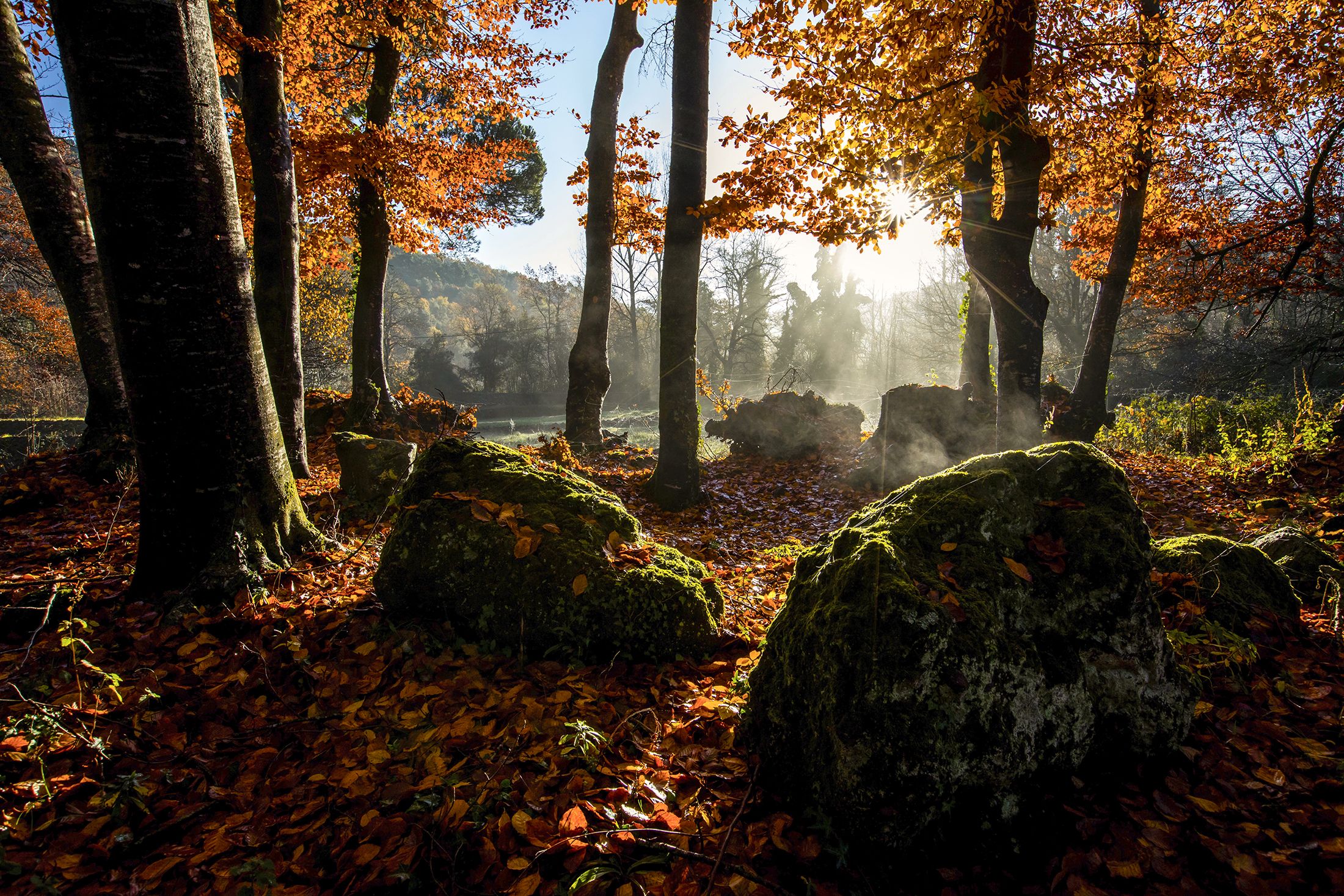 Un dels paisatges més característic de la Garrotxa és la Fageda d'en Jordà.