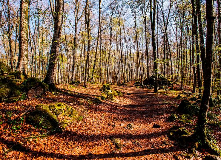 fageda web intro fageda web intro