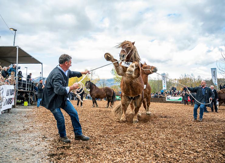 43e concurs de cavalls fira puigcerda 2024 302 2819550 copia