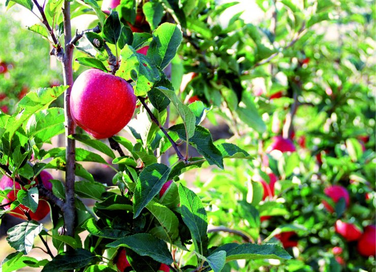Pomes Pomes