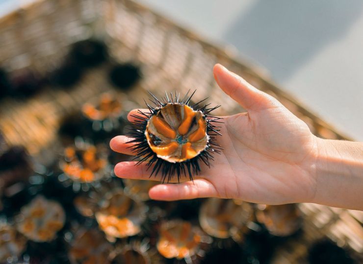 PDTCBG Telamarinera LQ 33 DF 7759 Editar