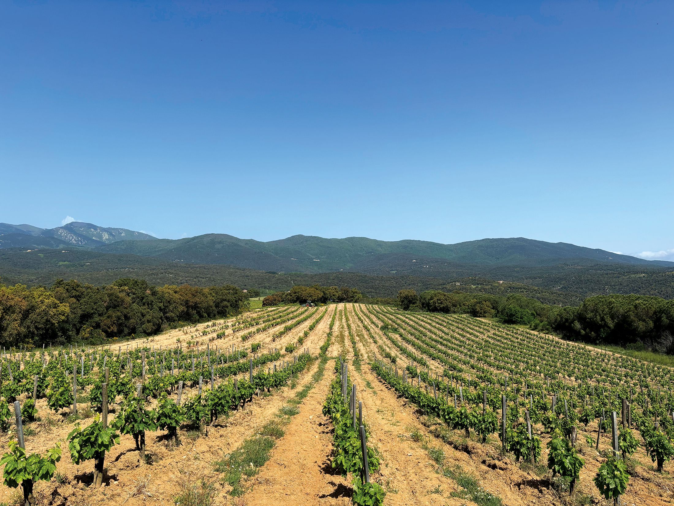 Una alenada d’aire fresc que aporta una nova expressió als vins de l’Alt Empordà. Una alenada d’aire fresc que aporta una nova expressió als vins de l’Alt Empordà.