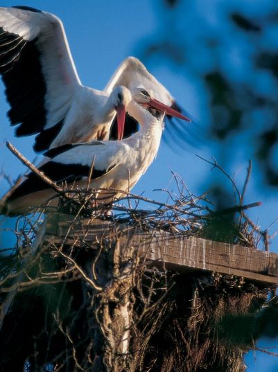 151126 jbast 0002 copia