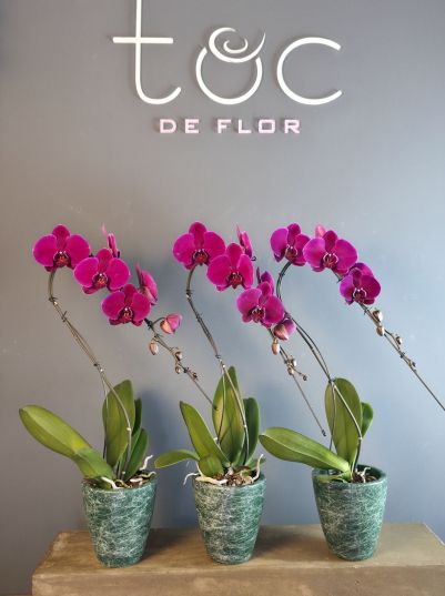 Plantes i cràmica pròpia
