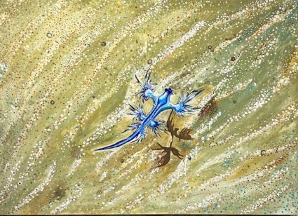 Dragonet de color blau